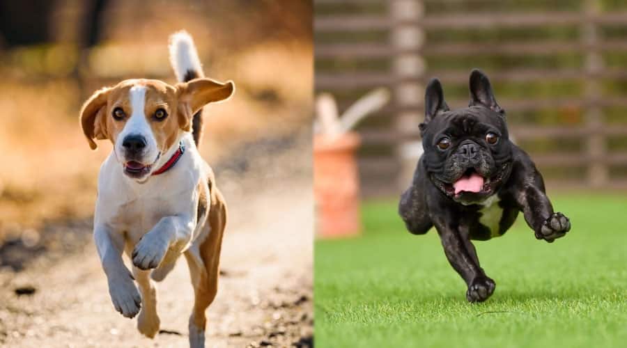 Running Dogs That Look Happy