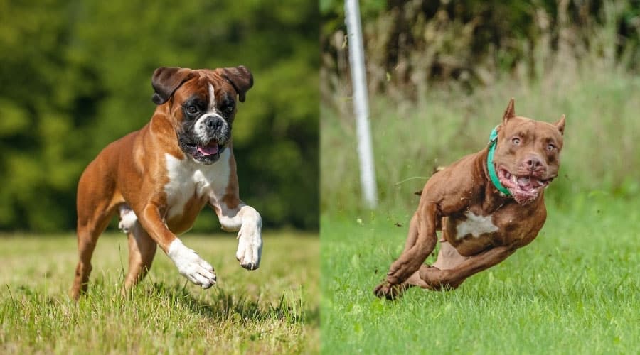 Running Dogs in a Field