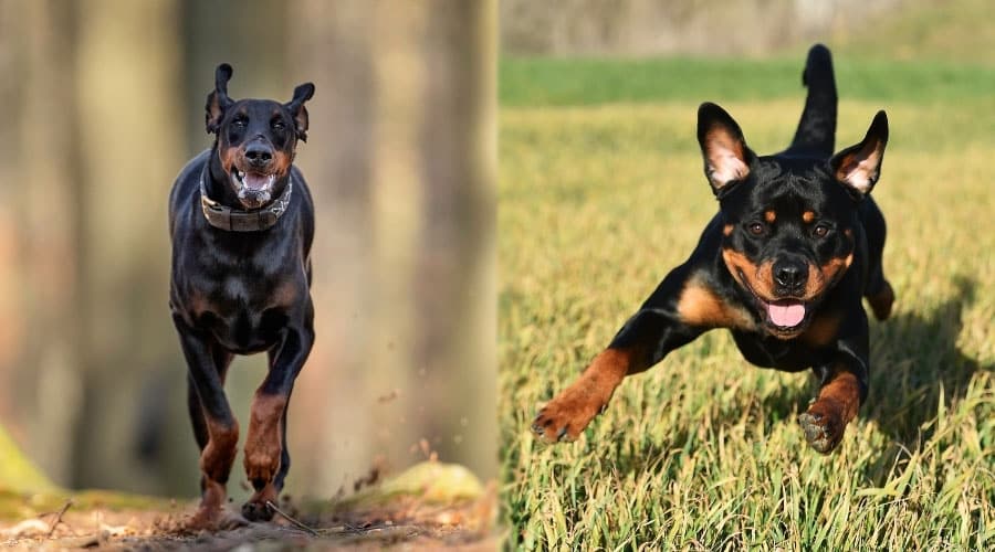Running Happy Dogs Outdoors