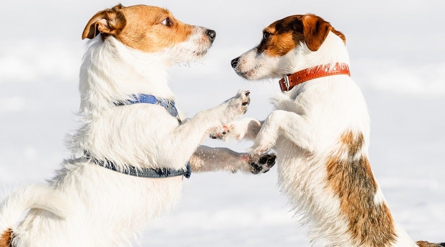 Running Harness vs Collar