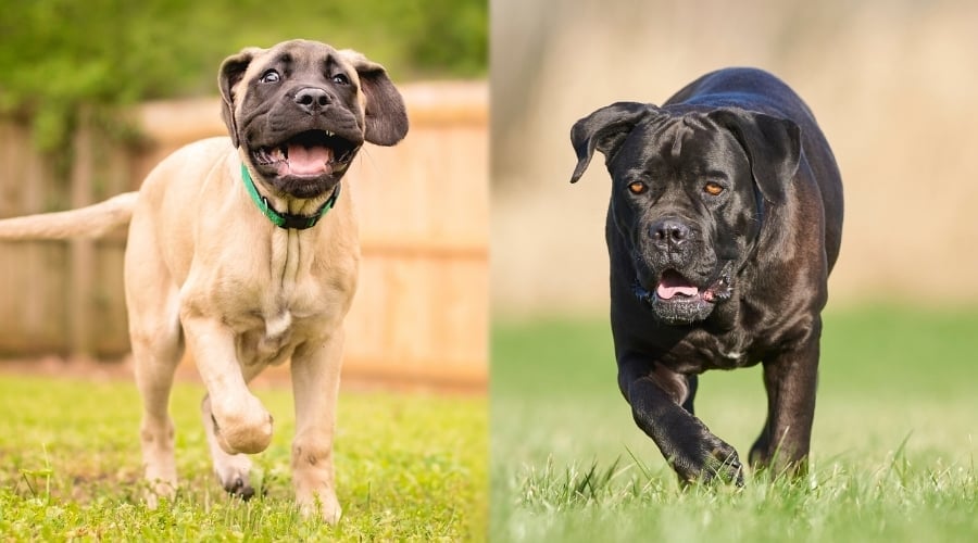 Running Mastiff and Cane Corso Dogs