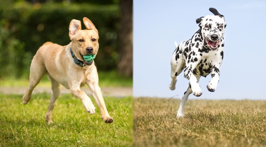 Running Yellow Dog and Spotted Dog