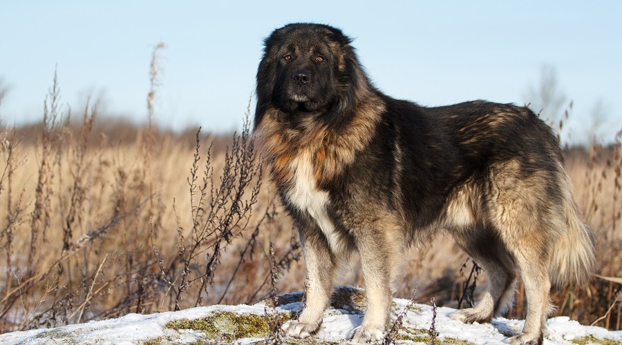 Russian Bear Dog Grooming