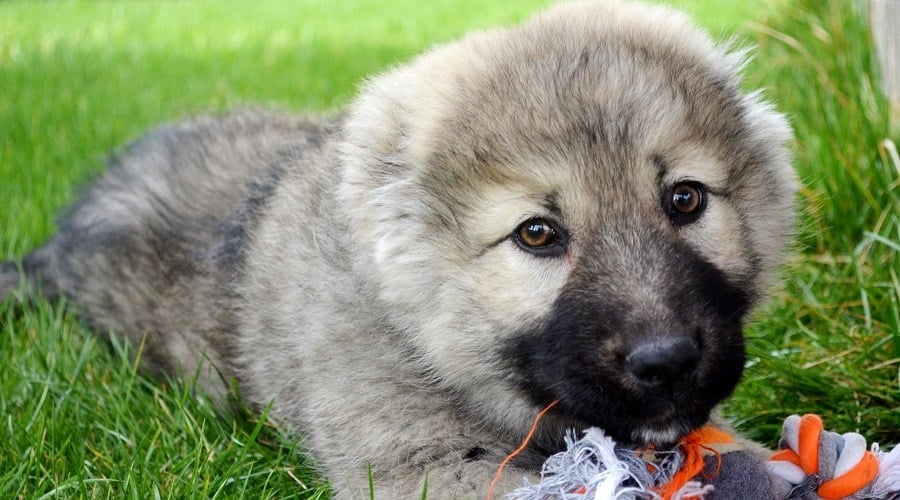 Russian Bear Dog Puppy Costs