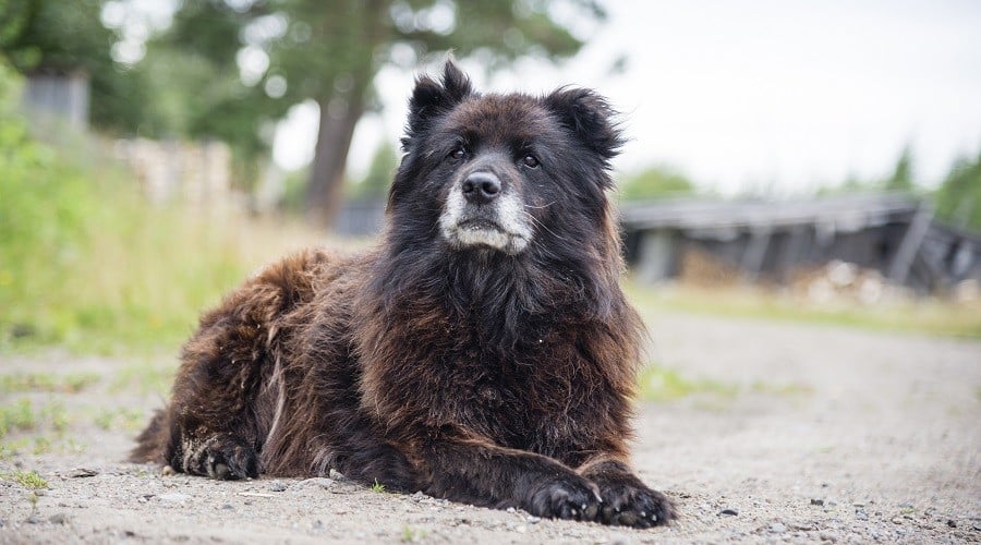 Russian Bear Dog Rescues