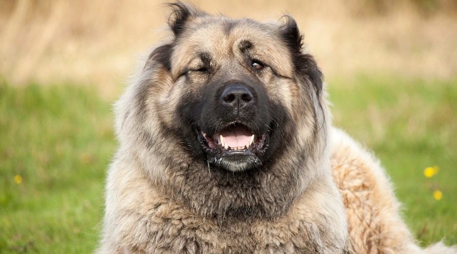 Russian Bear Dog Temperament