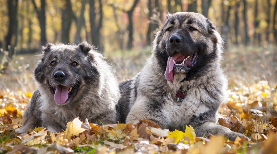 Russian Bear Dog Training Tips