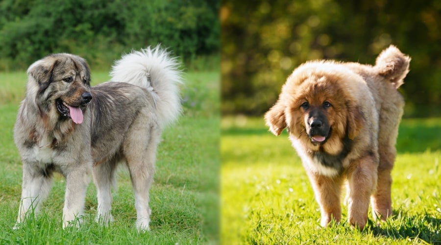 Russian Bear Dog vs Tibetan Mastiff Exercise Requirements