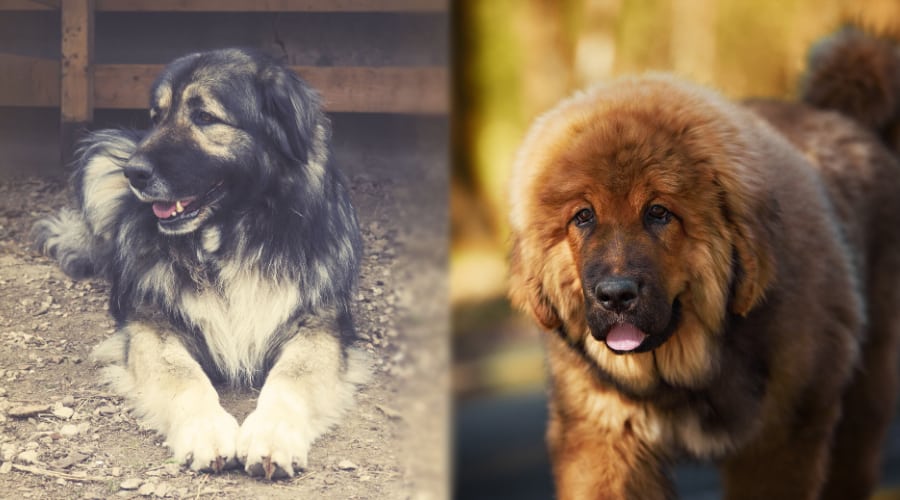Russian Bear Dog and Tibetan Mastiff Grooming Needs