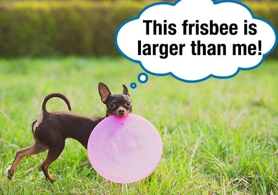 Russian Toy dog carrying large Frisbee disc through grass