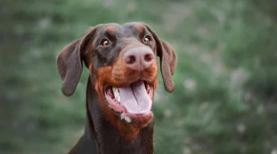 Rust and Red Dog Outdoors