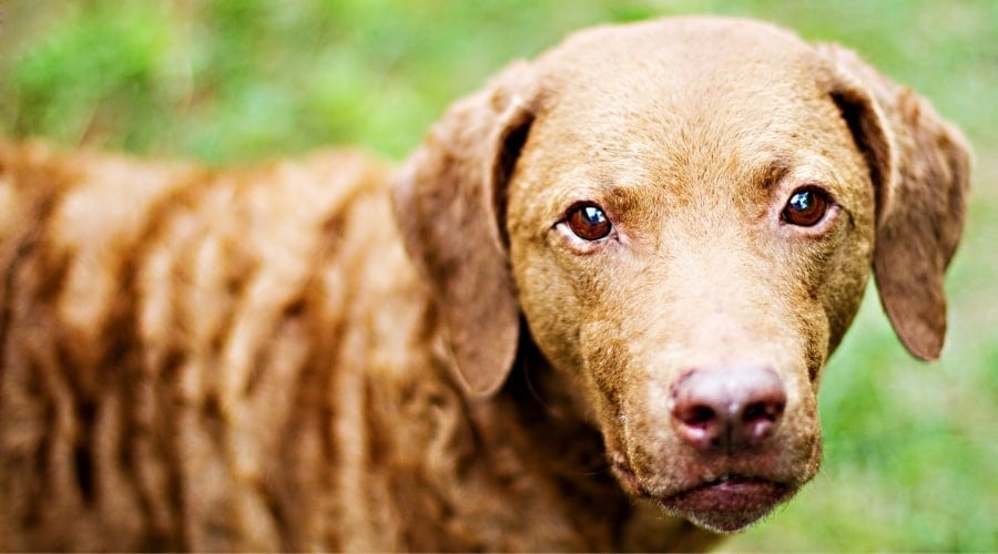 Rusty Colored Dog Looking into Camera