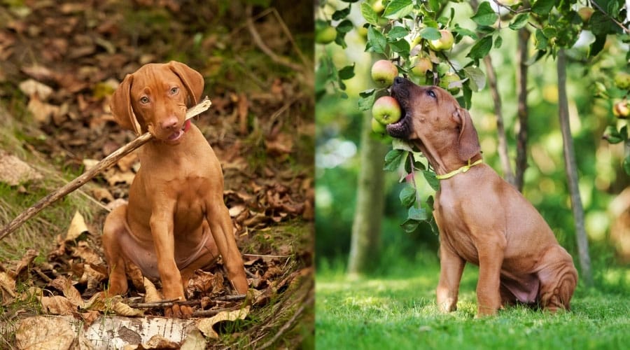 Rusty Red Puppies Eating