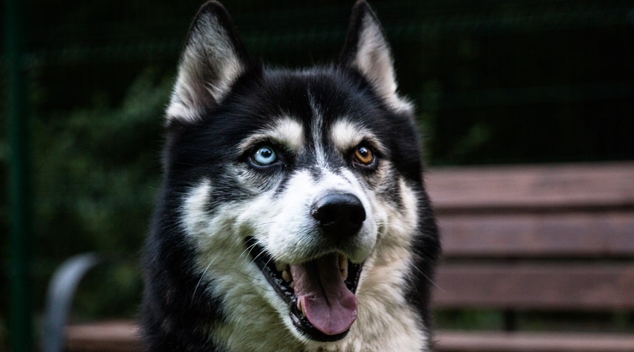 SIberian Husky Looking at Camera