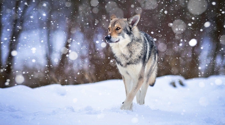 Saarloos Wolfdog in Snow
