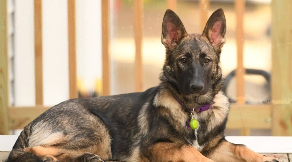 Sable German Shepherd sitting inside