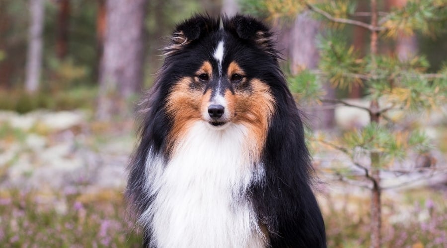 Sable Shetland Sheepdog