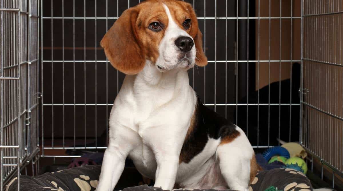 Sad Beagle Dog sits in crate
