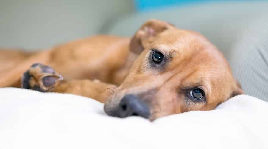 Sad Brown Dog Laying Down