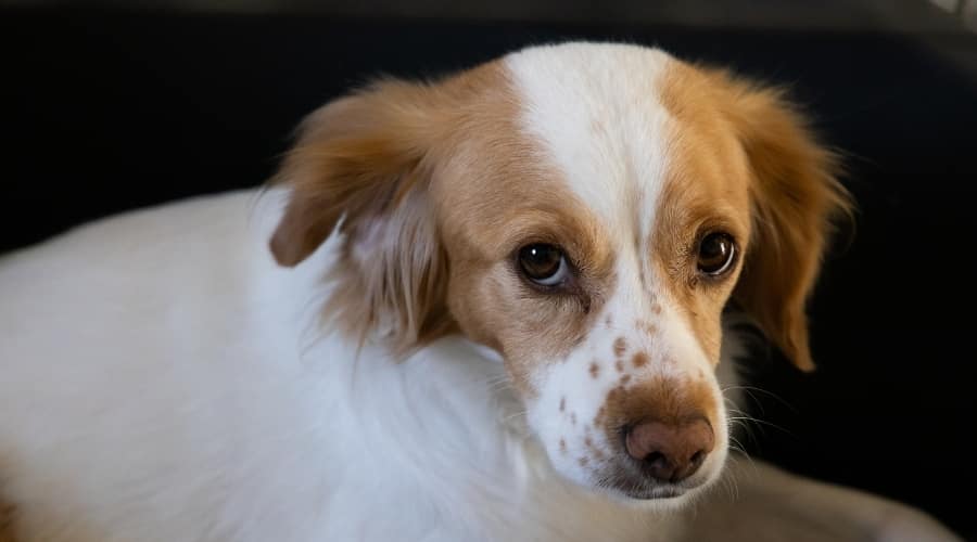 Sad Dog Looking Up