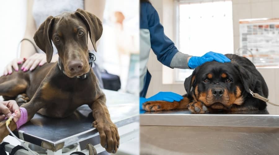 Sad Dogs on Vet Tables