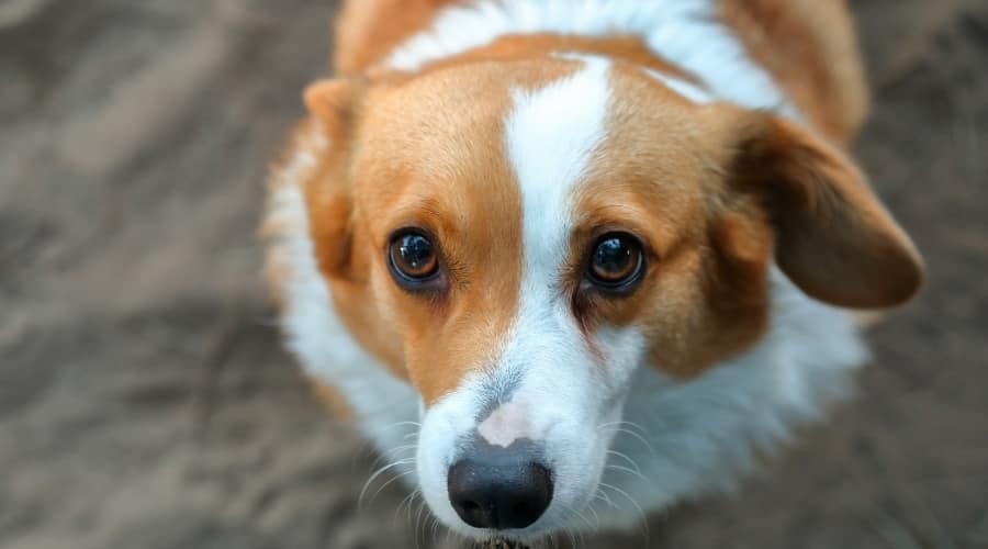 Sad Orange and White Dog Looking Up