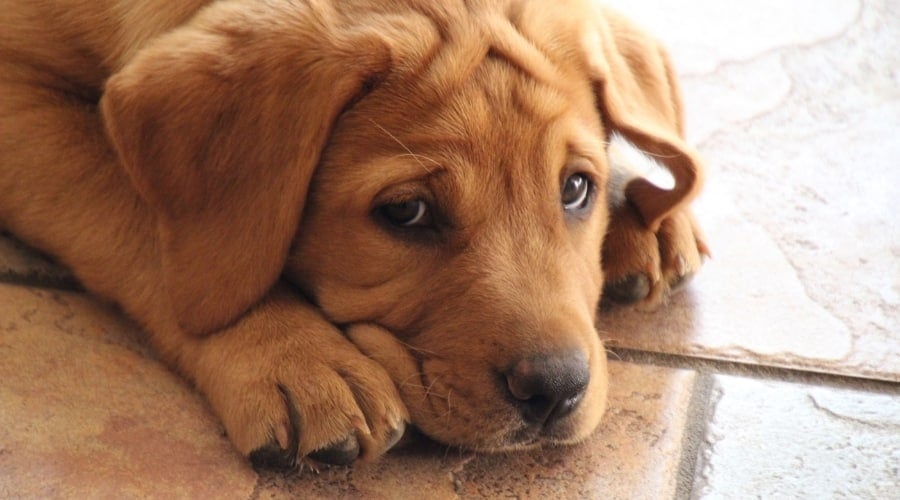Sad Puppy Looking up at Camera on Tiled Floor