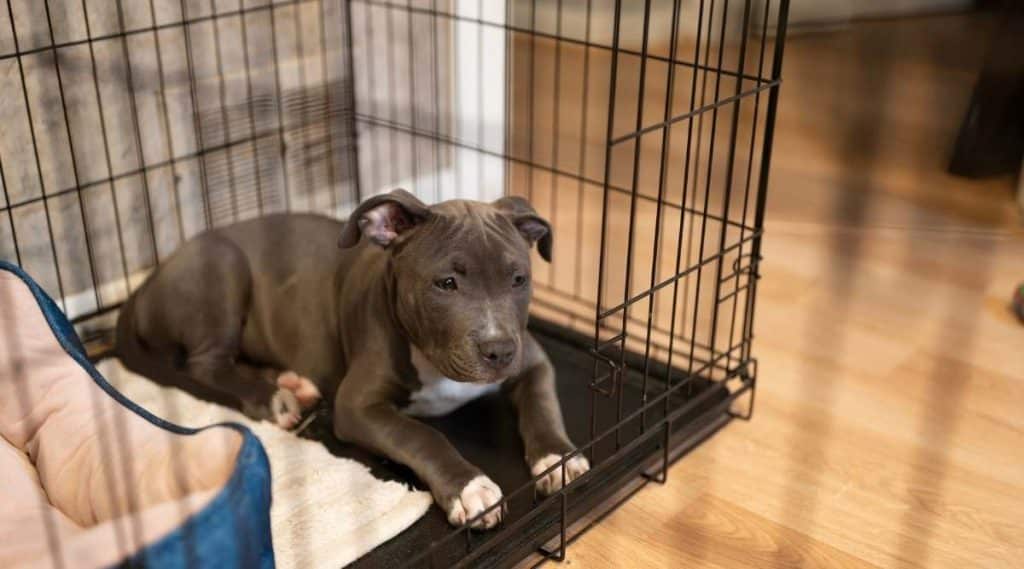 Puppy in a crate.