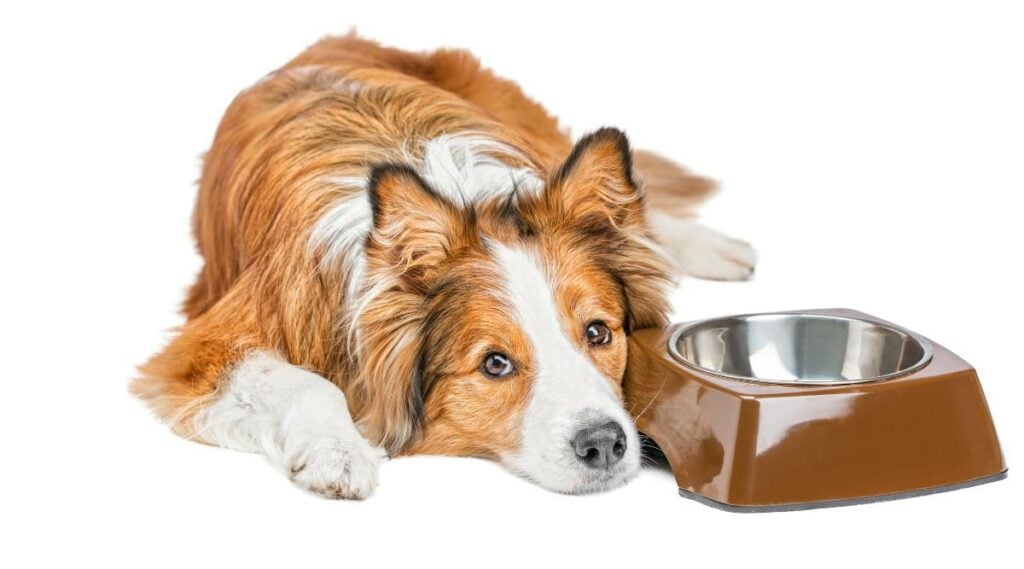 Sad dog lying next to bowl of dog food with sensitive tummy.