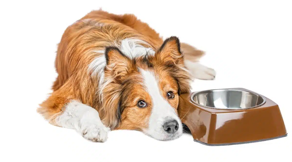 whats the difference between puppy and senior dog food