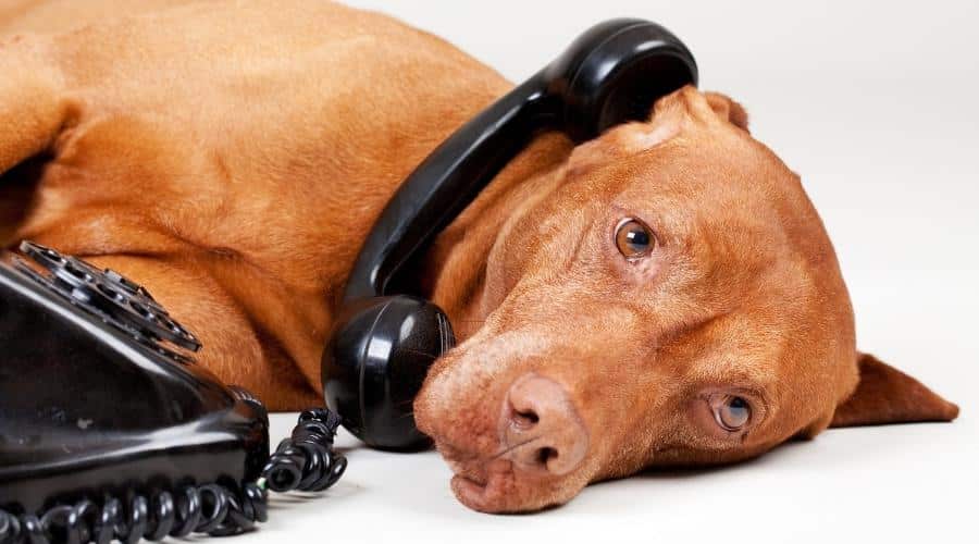 Sad dog sitting next to rotary phone