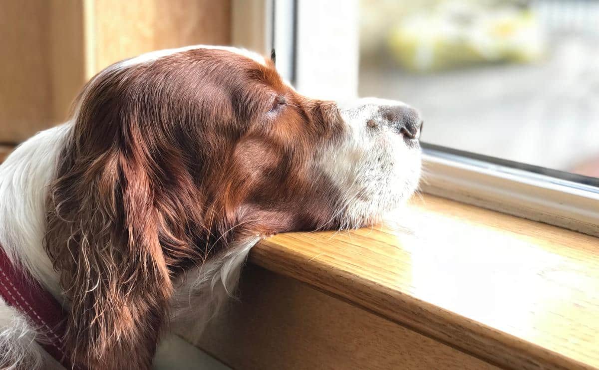 Sad dog with chin on a window sill looking outside