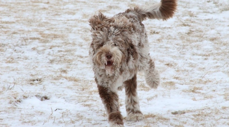 Saint Berdoodle