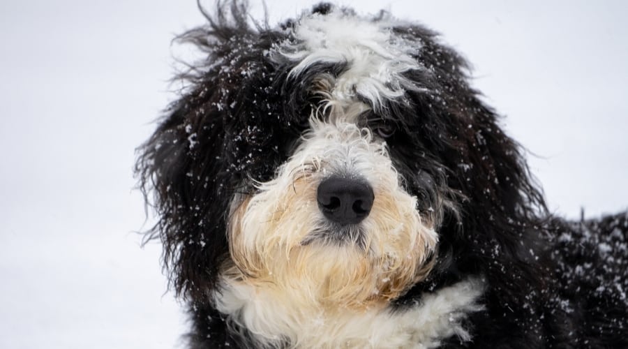 Saint Berdoodle Outside Snow in Eyes