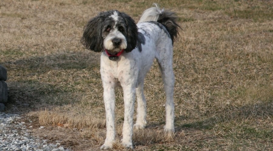Saint Berdoodle Playing with other Dogs
