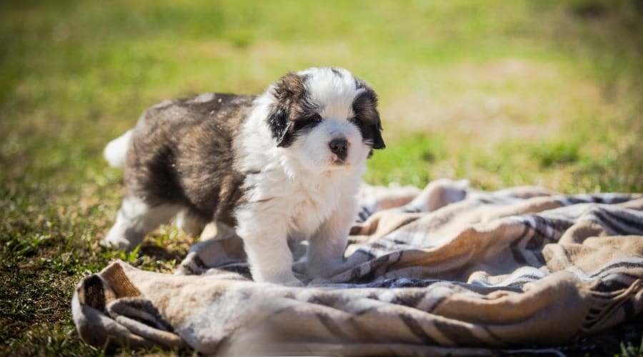 Saint Berdoodle Puppy Outside