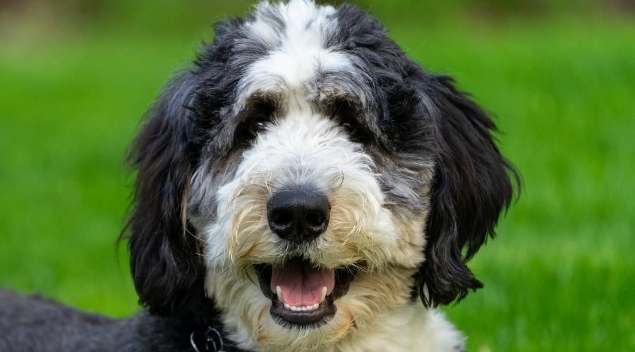 Saint Berdoodle sitting in Grass