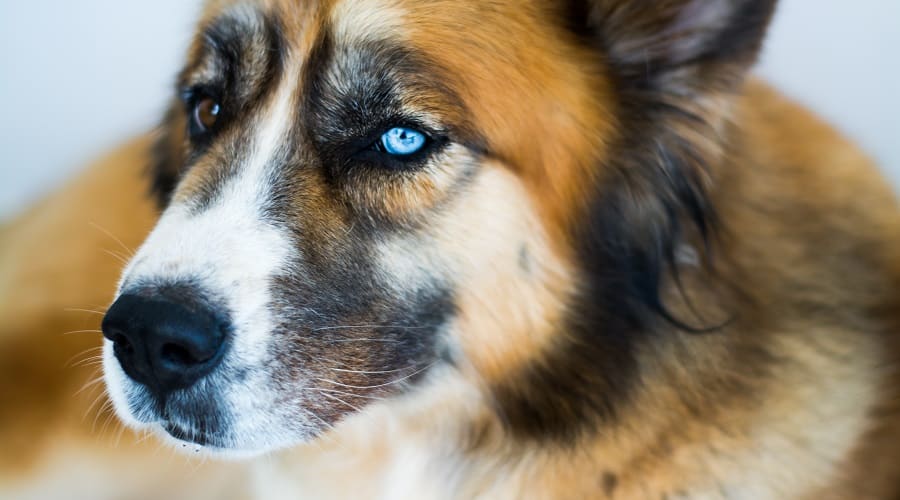 Saint Berhusky Mix