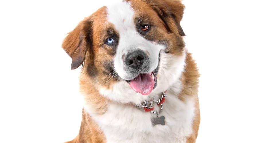 Saint Bernard Husky mix training