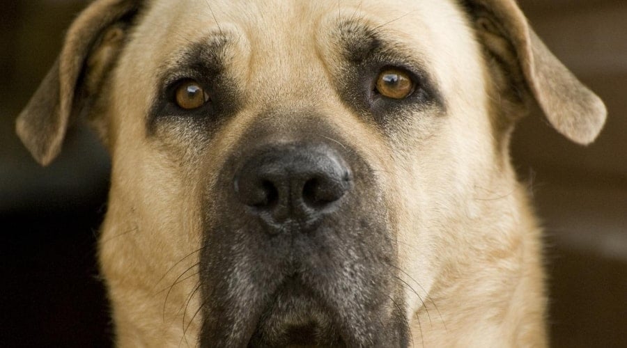 Saint Bermastiff