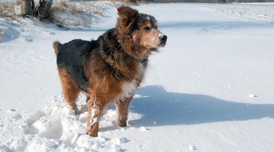 Saint Bernard Berner mix