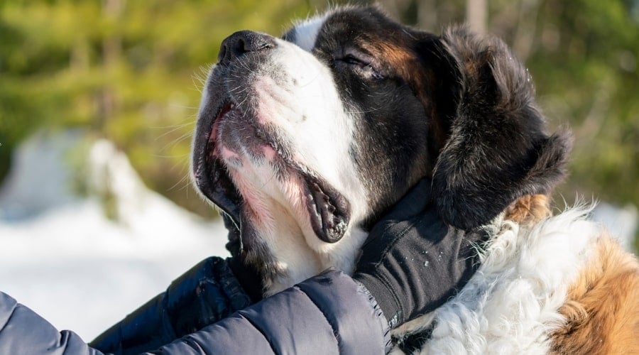 Saint Bernard Cuddling With Human