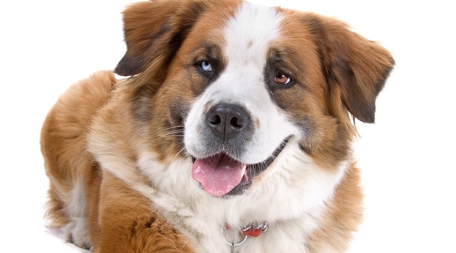 Saint Bernard Husky Eating