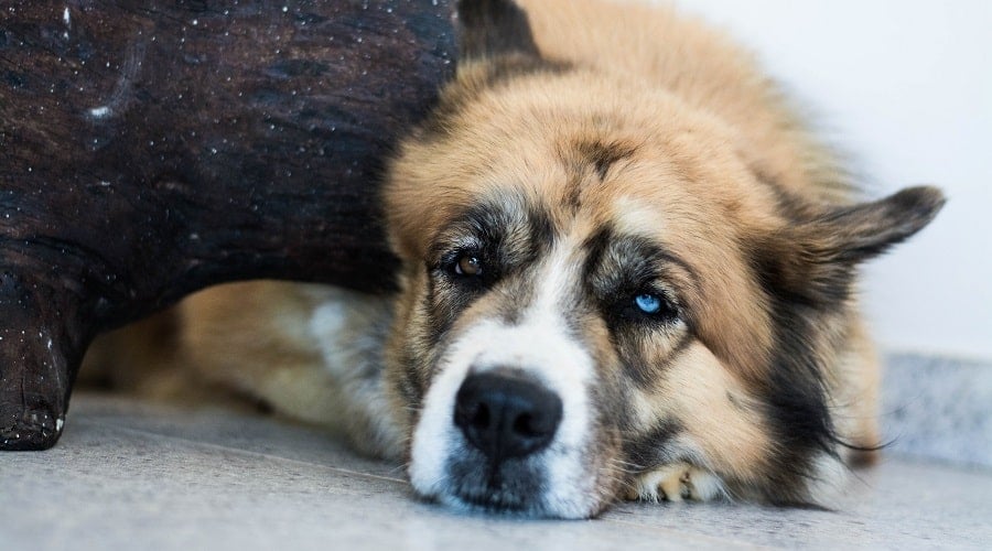 Saint Bernard Husky Mix on Ground
