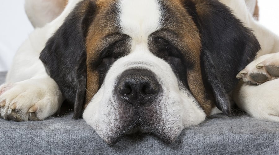 Saint Bernard Indoors