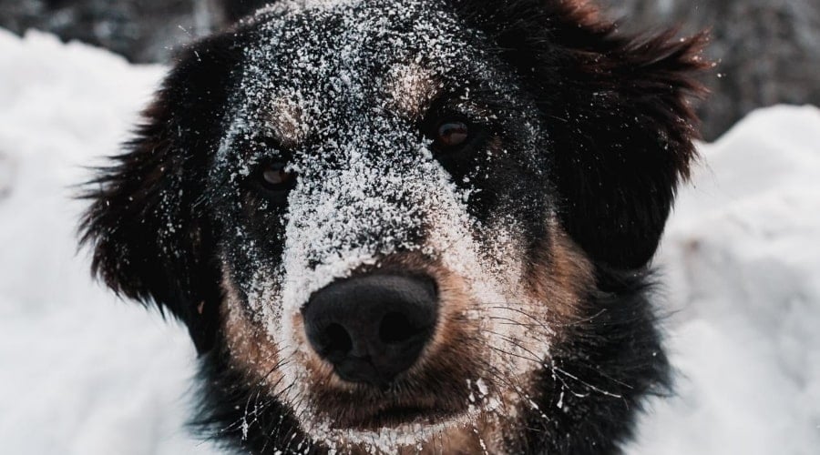 Saint Bernard Labrador