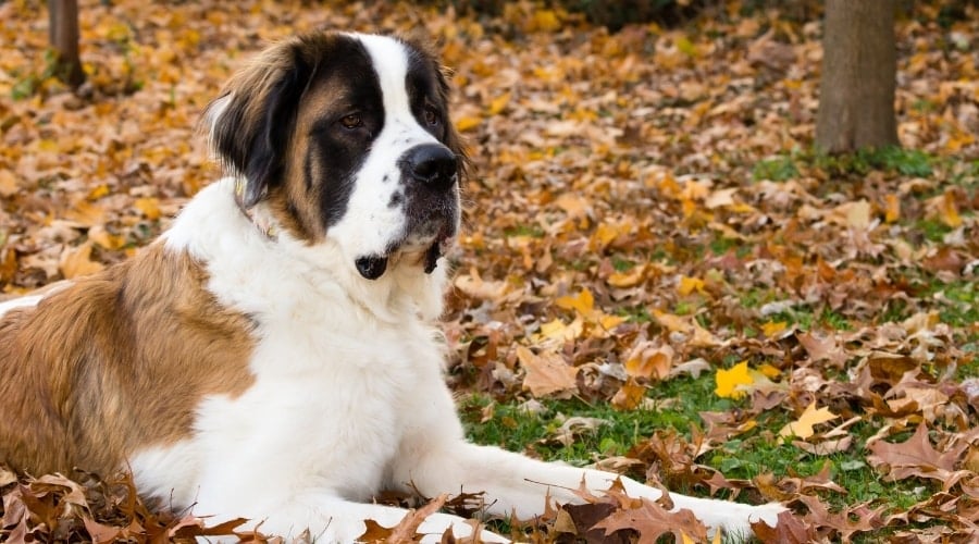 Saint Bernard Laying on the Ground