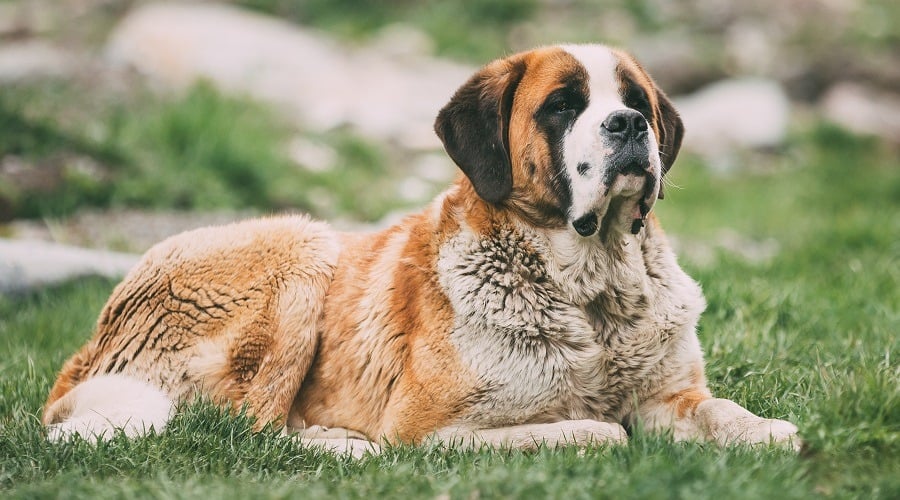 Saint Bernard Mastiff Mix