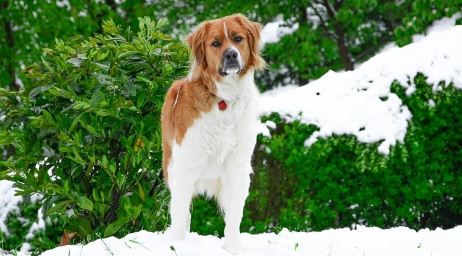 Saint Bernard Mix in Snow