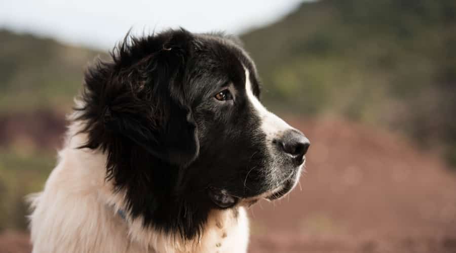 Saint Bernard Newfoundland Mix Dog